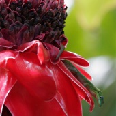 Monique L'Heureux - “Red Ginger” – http://www.artanddesigns.net/