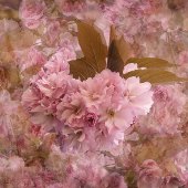 Patricia Schnepf - “Spring Spring” – http://patriciaschnepfphotography.com/