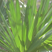 Mary Olivanti-Duerksen - “Cape for a Fairy King” – mduerksen@stetson.edu