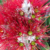 Dan Graveh - “Hedgehog” – http://www.art-il.net/