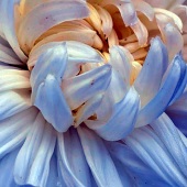 Sue Smith - “Blue-Velvet” – https://assp.suesmithphotography.com.au/