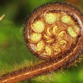 Gabriel Bron - “Birth of a Branch - Giant Fern just before Spreading -New Zealand” – herzelia.gabi@gmail.com