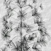 Barry Goldstein - “Study in Black & White of a Japanese Umbrella Pine” – http://www.artbybarry.com/
