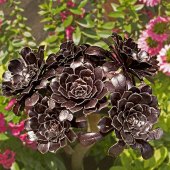 Seymour Holtzman - “Black Roses” – holtzman@bellsouth.net