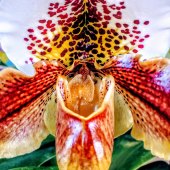 Mark De Colibus - “Orchid in Paradise” – mauimark3@aol.com