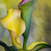 Silvia Marcoschamer - “A Couple of Calas” – http://www.silviamarphotography.com/