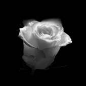 Silvija Treice - “A Rose” – silviat@latnet.lv