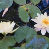 Theodore Heublein - “Yulara Lillies 2” – http://www.theodoreheubleinart.com/