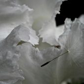 Sandy Fry - “White Iris and Seed” – skzfry@gmail.com