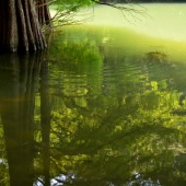 Yoichiro Sakai - “Shining Green” – yoichirosakai@outlook.jp