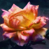 Shelley Benjamin - “Patagonian Rose” – https://www.artmajeur.com/en/sbenja823/artworks