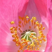 Diane Sanderson - “Desert Primrose” – http://www.dianesanderson.mysite.com/