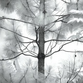 Harrie Handler - “A Tahitian Tree” – http://artbyharrie.com/