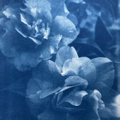 Buffy Davis - “Mr. Hearst's Flowers” – http://www.buffydaviscyanotypes.com/