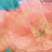 Ginny Bayes - “Spring Poppies I” – gbcscolo@gmail.com