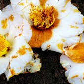 Linda Greenwood - “Fading” – linda@greenwoodbiz.com