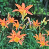 Summer Bhullar - “Orange Power” – https://www.supremerealityart.net/