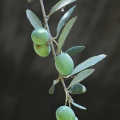 Ana Gadish-Linares - “Olives” – http://www.artesanastudios.com/