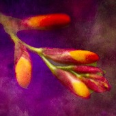 Peggy Curtis - “Purple Hour” – http://www.peggyphoto.com/