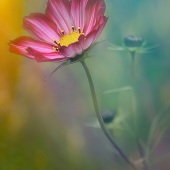 10th Place – Karen Sirnick - “Here Comes the Sun” – www.ktsirnick.smugmug.com