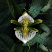 3rd Place – Henrique Souza - “BLOOM 4” – www.henriquesouza.com