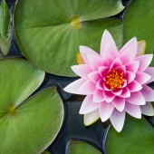 4th Place – Michael Minella - “Lilly” – https://www.500px.com/michael160