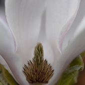 7th Place – Jessica Bidwell - “White Envy” – www.jblynnphotography.com