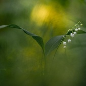 9th Place – Aleksandr - “As a Picture” – www.ivanovphoto.spb.ru