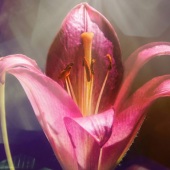 Hon. Mention - Maureen Ravnik - “It Lies Within” – www.maureenravnik.crevado.com