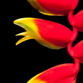 Hon. Mention - Elliott Block - “Heliconia Triplet” – www.blockfineart.com