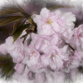 Hon. Mention – F.M. Kearney - “Cherry Blossoms” – www.starlitecollection.com