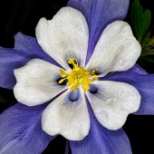 Hon. Mention - Don Jacobson - “Colorado Columbine” – www.donjacobsonphoto.com