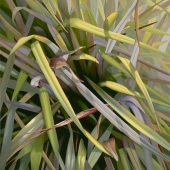 4th Place – Elizabeth Rickert - “Seclusion I” – www.elizabethrickert.com