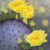 Hon. Mention - Ginger Gehres - “Desert Beauties” – www.gingergehres.com