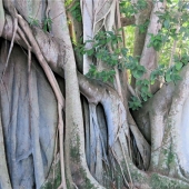 Deborah Perlman - “Banyan Scape 500” – http://www.artbydperlman.com/