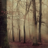 Eleni Gemeni - “The Enchanted Forest” – http://www.elenigemeni.com/