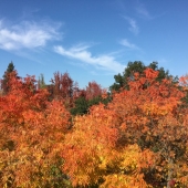 Laurie Gould - “Fall Colors” – http://www.lauriegouldart.com/