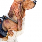 Lorna Dandy - "Bertie Basset” – http://www.lornadandyart.co.uk/