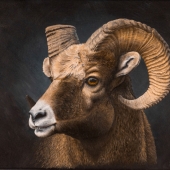 Keri Fisher - "The Ram” – http://www.kerifisherart.com/