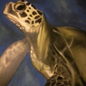 Amanda Grafe - "Turtle” – http://www.amandagrafe.com/