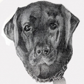 Veronica Russo - "Black Lab Beauty” – vrusso125@gmail.com