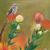 Mandie Knoesen – “Cape Sugarbird on Pincushion Protea” – http://www.artofmandie.com/