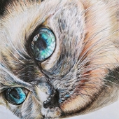 Wanyue Zhang – “Cat” – 894699696@qq.com