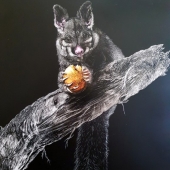 Jan Lowe – “Bushtail Possum” – http://www.janlowefineart.com/