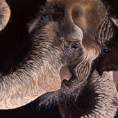 Alma Greer - "Elephant” – alma.greer@gmail.com
