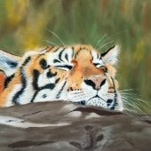 Susan VanVolkenburgh - "Cat Napping” – suevanv@yahoo.com