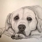 Joanne Prestidge-King - "Rex” – kingjo@outlook.com