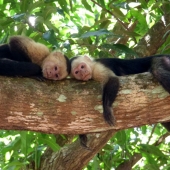 Dan Graveh - "Relexation in the Jungle” – http://www.art-il.net/Dan.html