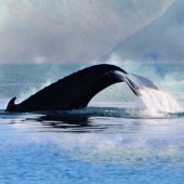 Leo Tujak - "Humpback Whale” – https://leotujak.viewbug.com/