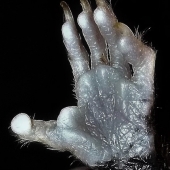 Alex Nodopaka - "Joey's Fingers” – alexnodopaka2@gmail.com